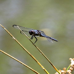 Swift long-winged skimmer