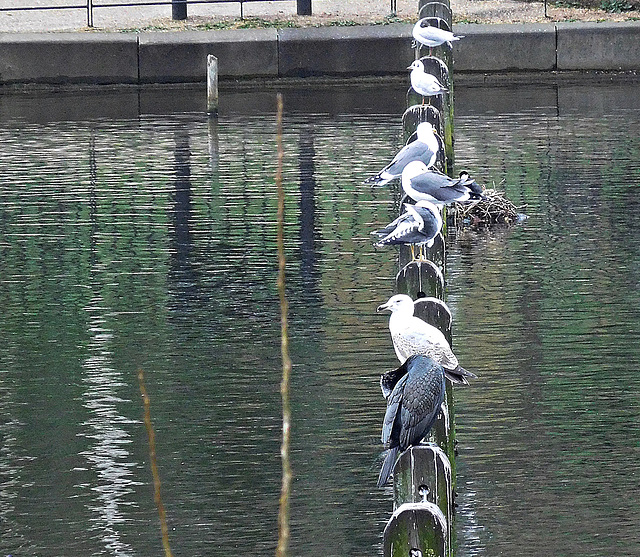 Birds on poles