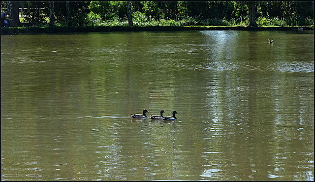 La triade de Bondaroy / Bondaroy's triad