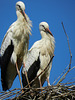 Young storks close-up