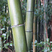 Bamboo_13