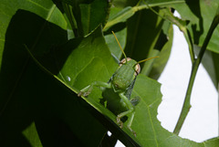 Gafanhoto verde, Anacridium Aegyptium