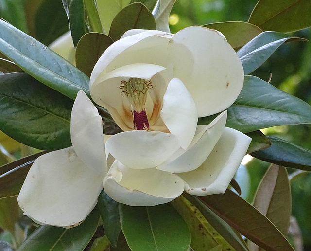 ...fleur de magnolia,symbole de la fidélité...