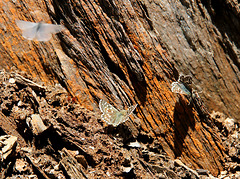 Schmetterlinge an feuchter Felswand