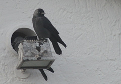 Jackdaw (Corvus monedula) resting 02