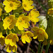 Cowslip May 2015