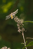 First Dragonfly of 2013 10