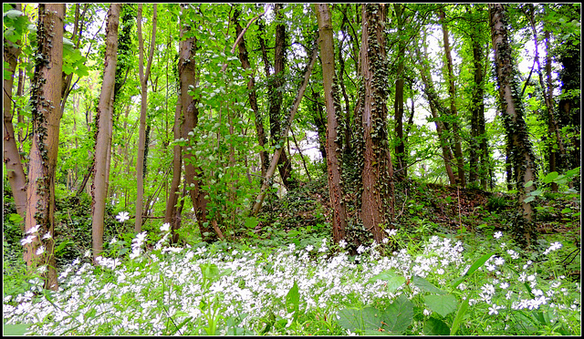 Forest edge flowers