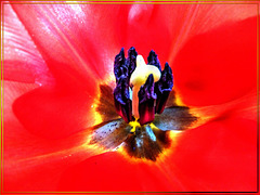 Center of a Tulip.  ©UdoSm