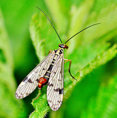 Panorpa germanica. Scorpion Fly,male