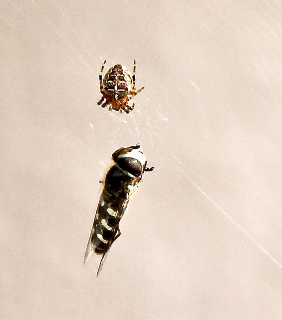 Zu einem Paket verschnürte Biene im Spinnennetz