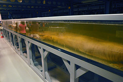 nhm tank of giant squid DSC 5403