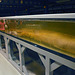 nhm tank of giant squid DSC 5403