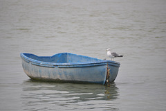 Une mouette sur la barque