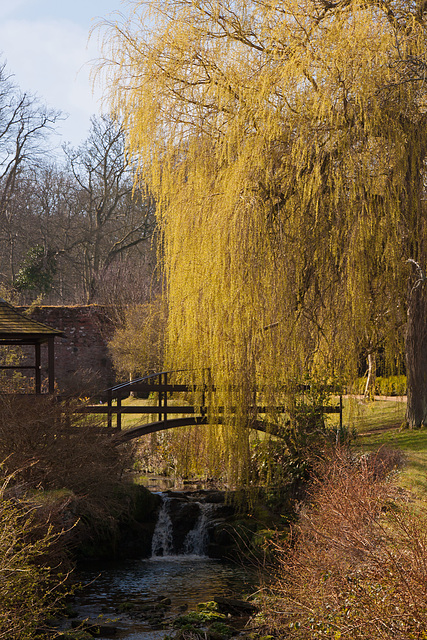 Weeping willow over the Cambo Burn