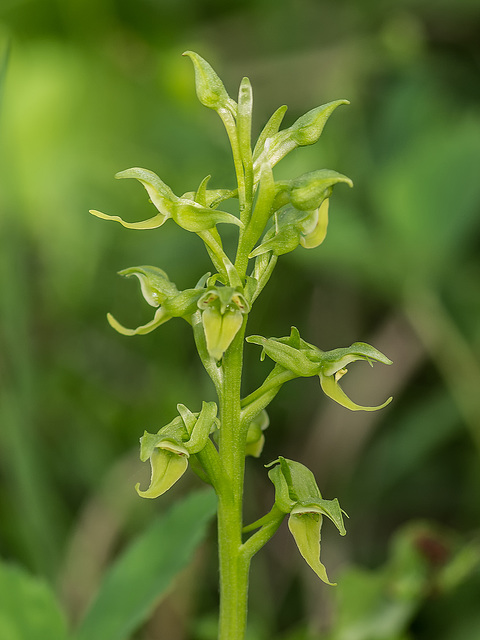Platanthera hookeri (Hooker's Bog orchid)
