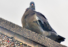 Feral pigeon (Columba livia domestica).