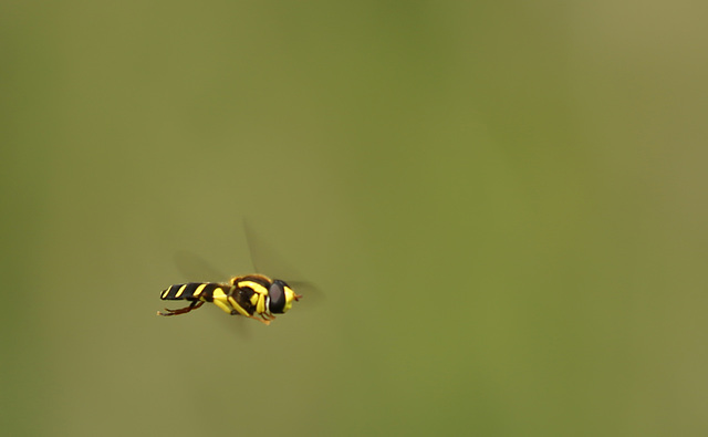 Mid-air Hoverfly