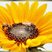 Hoverflies in sunflower-2. ©UdoSm