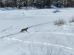 Coyote crossing the frozen Elbow River