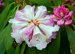 Rhododendrons at Minterne Gardens