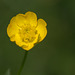 Lone Flower