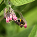 Bomble Bee at Comfrey
