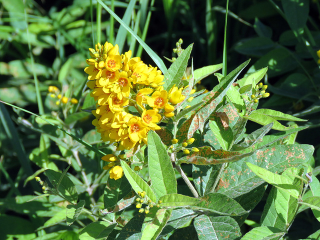 European Yellow Loosestrife (Lysimachia vulgaris)