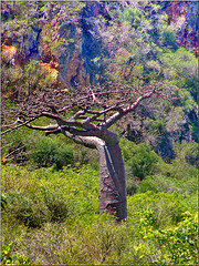 Madagascar : the tree baobab