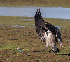 Lapwing and Canada goose