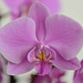 Macro sur une orchidée