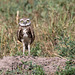Immature Burrowing Owl