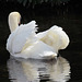 Swan at Himley Great pool