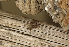 Patio Spider Visitor