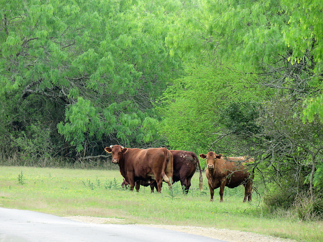 Day 5, King Ranch cattle, Norias Division