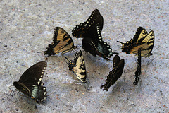 Puddling Swallowtail Butterflies