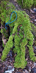 Blue rope and green moss
