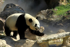 Panda de Beauval