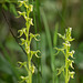 Platanthera hookeri (Hooker's Bog orchid)
