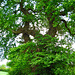 Grand old tree near Lloyd House