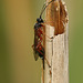 A Reed sp. Wasp side