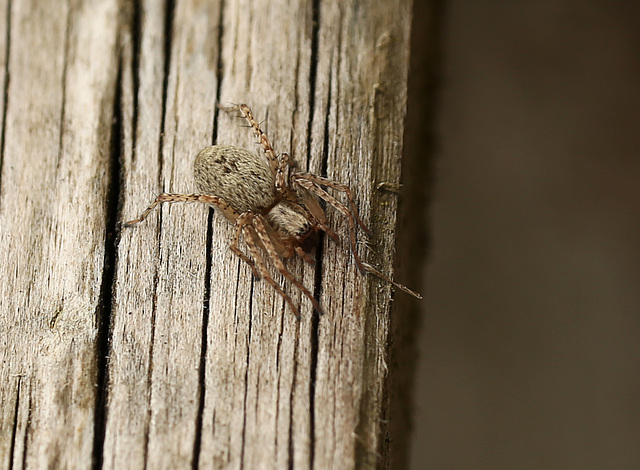 Patio Spider Visitor (2)