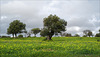 Olive tree, Castro Marim