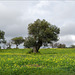 Olive tree, Castro Marim