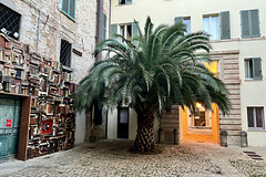 Pesaro 2024 – Palm tree