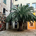 Pesaro 2024 – Palm tree