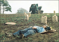 flat out in the spud field