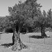 Olive trees on the island of Naxos