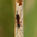A Reed sp. Wasp Top