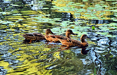 Ducks on Mangerton Mill Pond